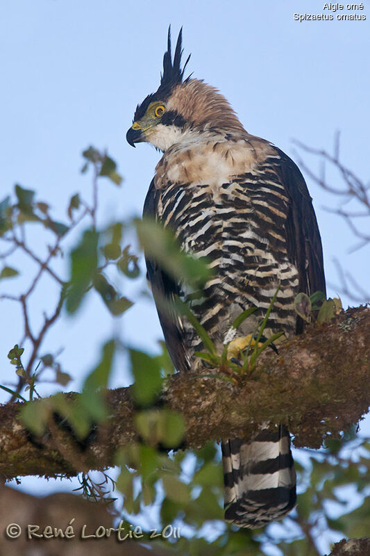 Ornate Hawk-Eagleadult, identification