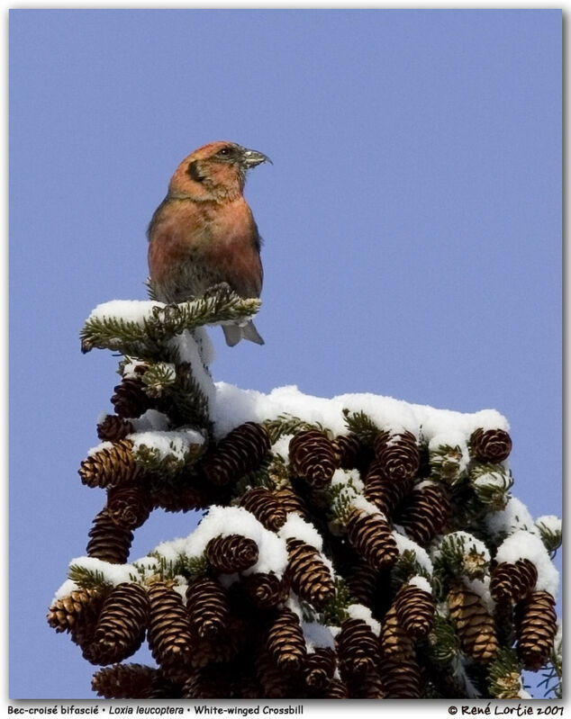 Two-barred Crossbill male adult post breeding