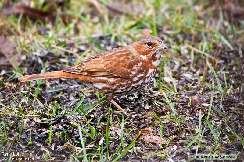 Red Fox Sparrow, identification