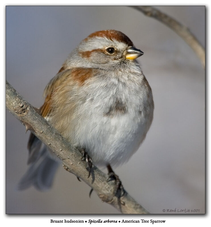 American Tree Sparrowadult post breeding