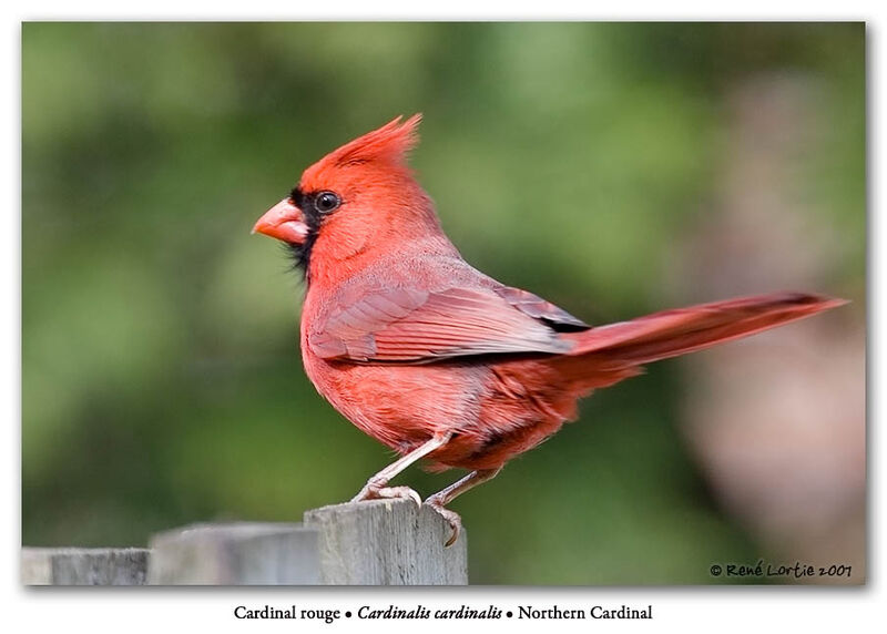 Cardinal rouge mâle adulte nuptial