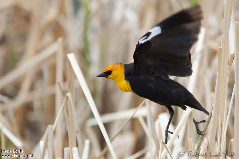 Yellow-headed Blackbird male adult, habitat, Flight, courting display