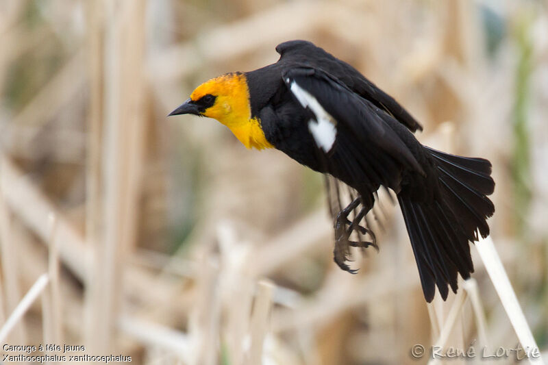 Yellow-headed Blackbird male adult, Flight