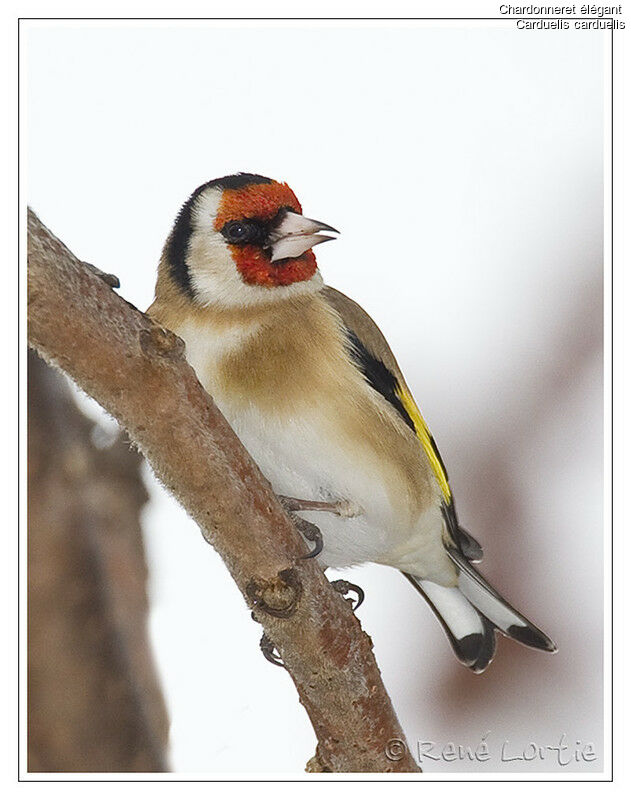 European Goldfinch, identification