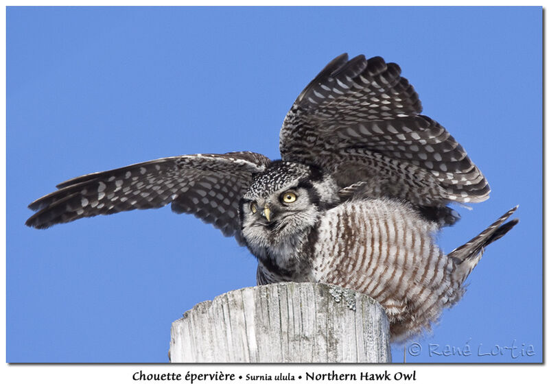Northern Hawk-Owladult, identification, Behaviour