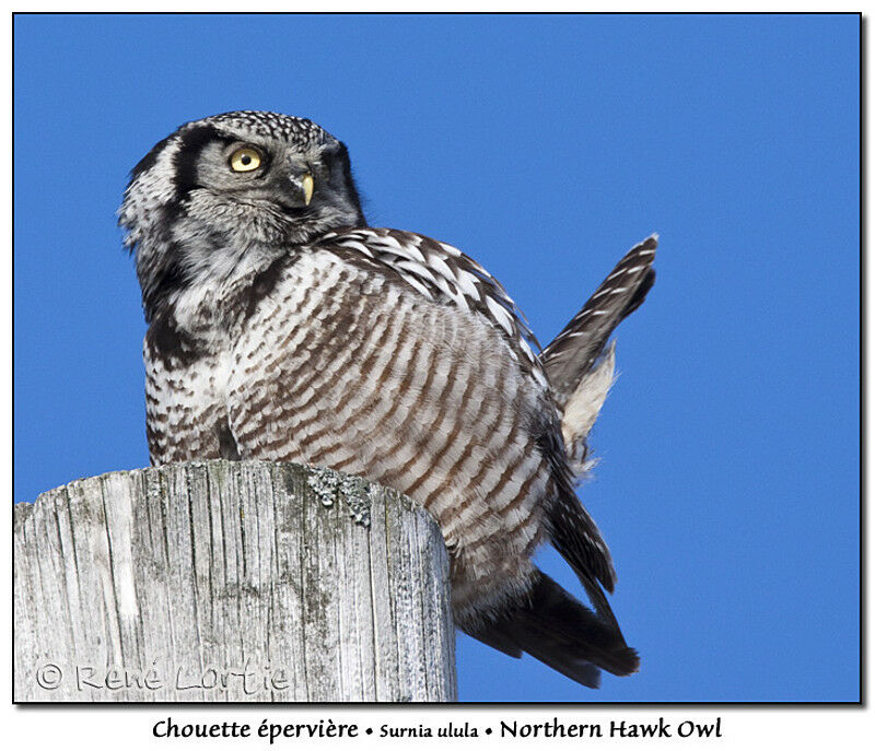 Northern Hawk-Owladult, identification