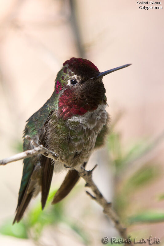 Anna's Hummingbird male adult, identification