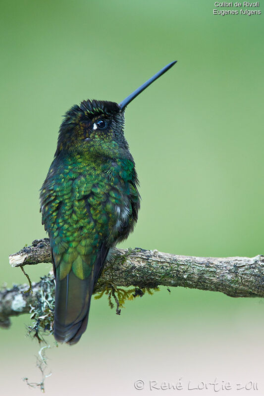 Rivoli's Hummingbird, identification