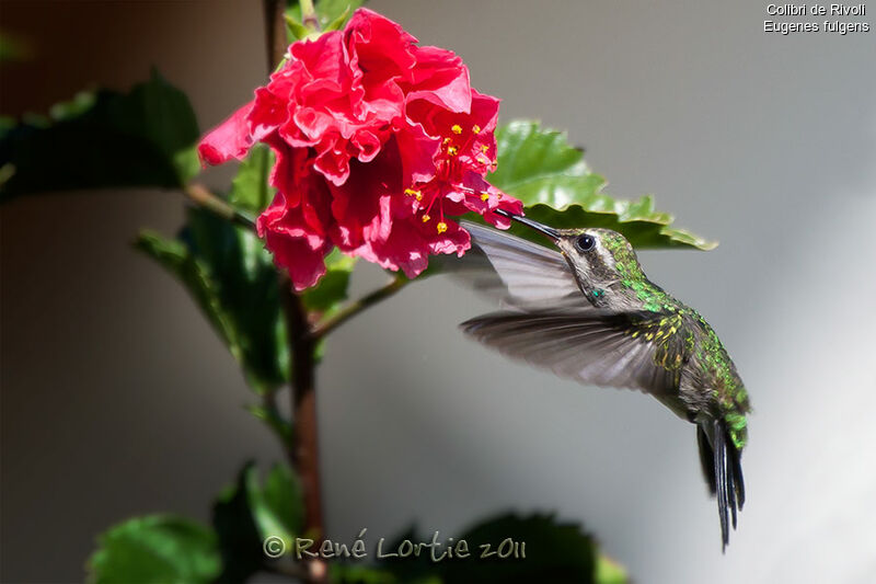 Rivoli's Hummingbird female adult, Flight