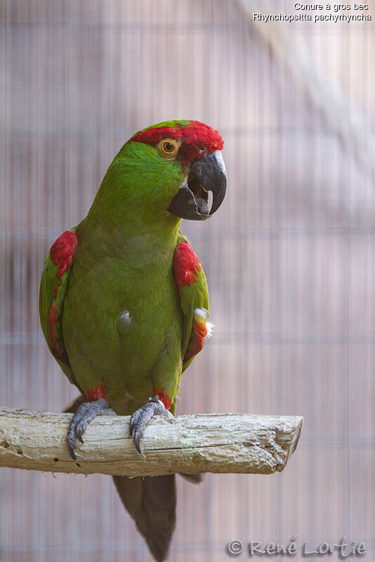 Thick-billed Parrotadult, identification