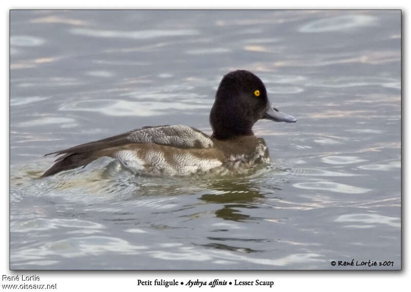 Lesser Scaup male adult transition, identification