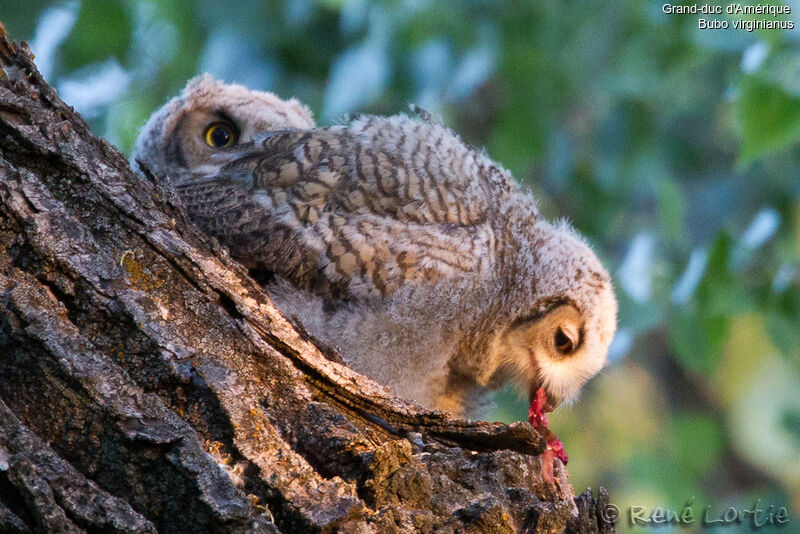 Great Horned Owljuvenile, identification, feeding habits