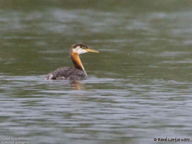 Red-necked Grebeadult