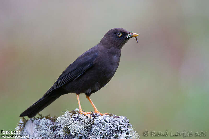 Sooty Thrush male adult, Reproduction-nesting