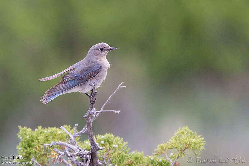 Mountain Bluebird female adult, identification