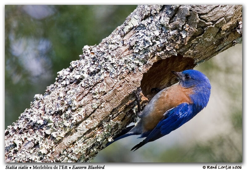 Eastern Bluebird male adult breeding