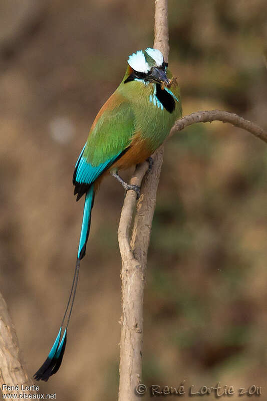 Turquoise-browed Motmotadult, close-up portrait, feeding habits