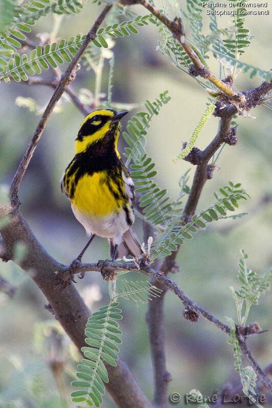 Townsend's Warbler male adult, identification