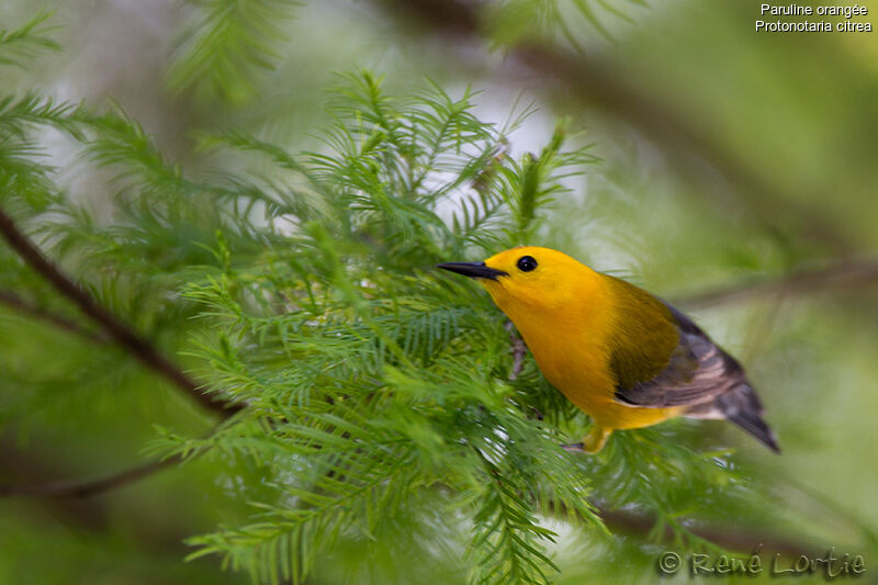 Prothonotary Warbler male adult, identification