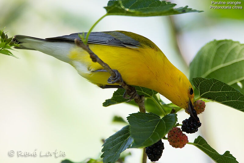 Prothonotary Warbler male adult, identification, feeding habits