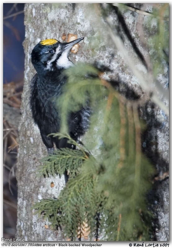Black-backed Woodpecker male adult post breeding, identification