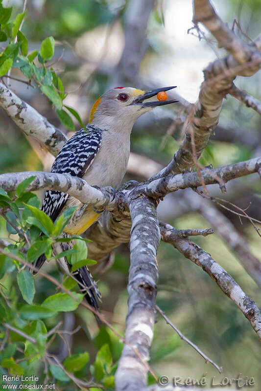 Golden-fronted Woodpecker male adult, feeding habits