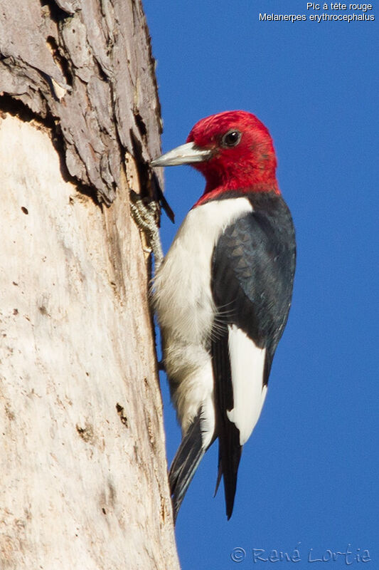 Red-headed Woodpeckeradult, identification