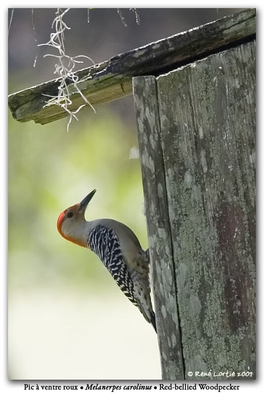 Red-bellied Woodpecker male adult