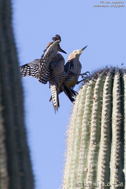 Pic des saguaros adulte, identification, Comportement