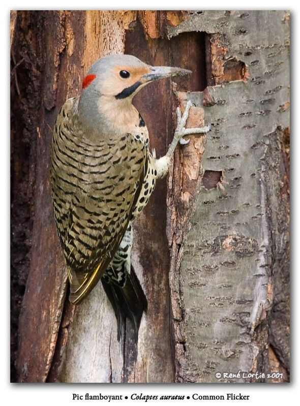 Northern Flicker male adult