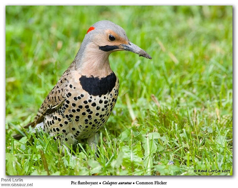 Northern Flicker male adult, pigmentation, fishing/hunting