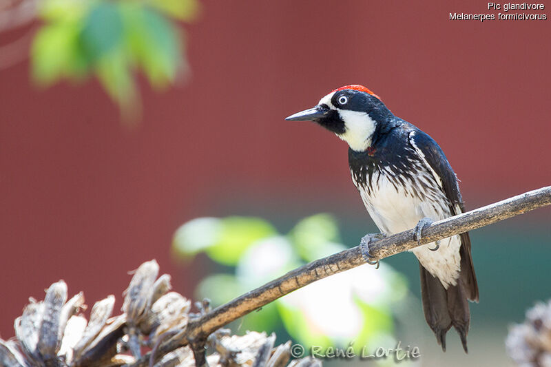 Acorn Woodpecker male adult, identification