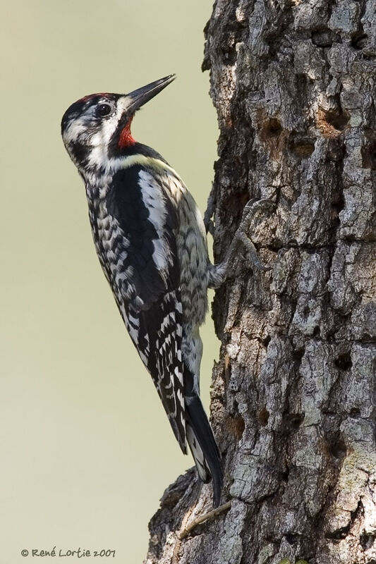 Yellow-bellied Sapsucker male adult
