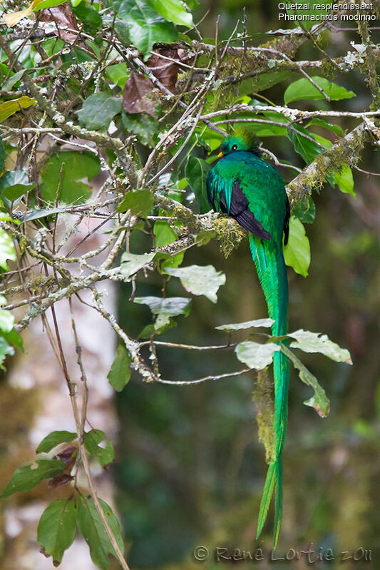 Quetzal resplendissant mâle adulte nuptial, identification
