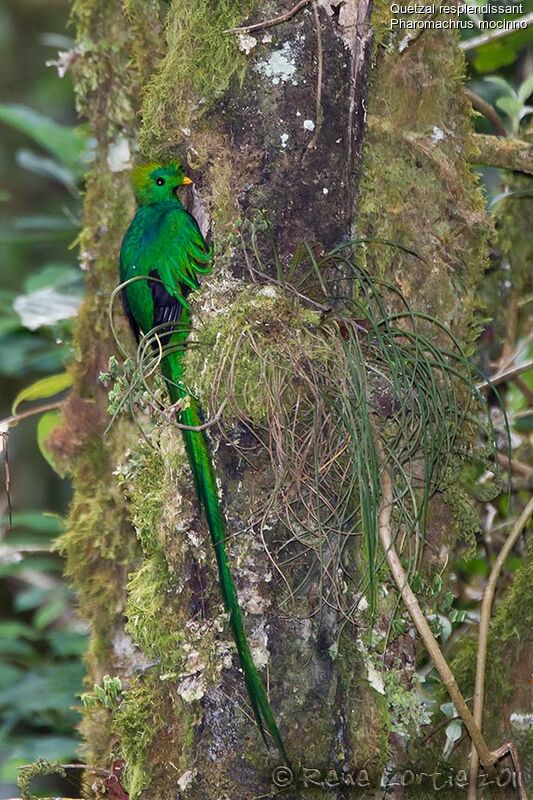Quetzal resplendissant mâle adulte, identification, Nidification