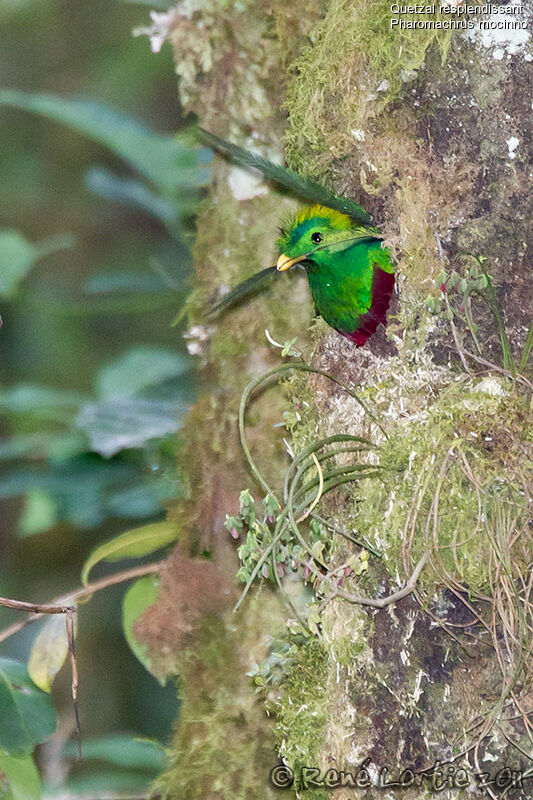 Quetzal resplendissant mâle adulte, identification, Nidification, Comportement