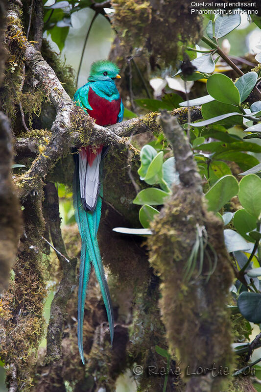 Quetzal resplendissant mâle adulte, identification