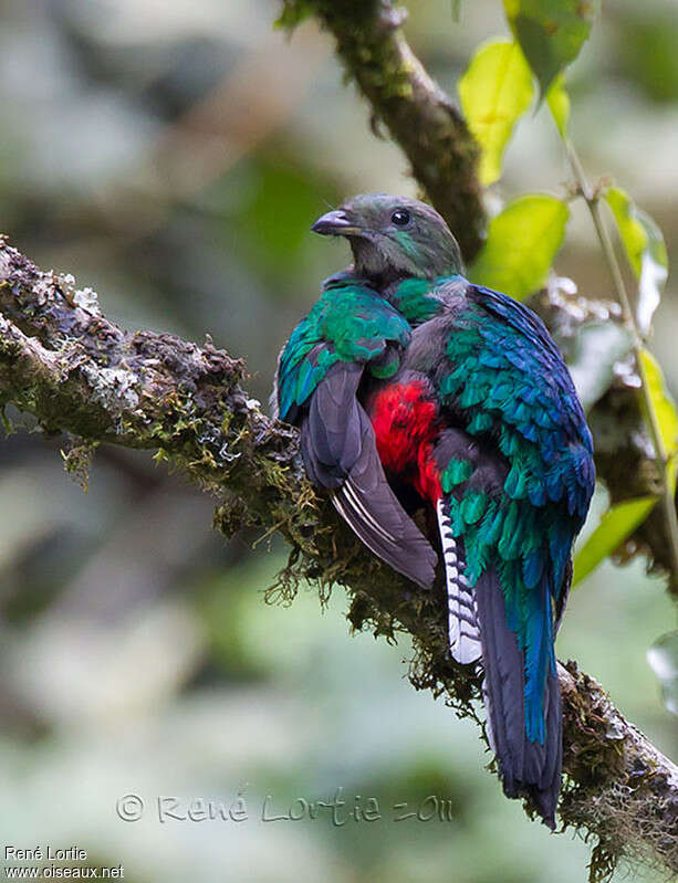 Quetzal resplendissant femelle adulte, pigmentation