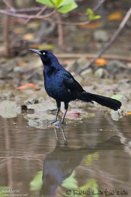 Great-tailed Grackleadult, identification
