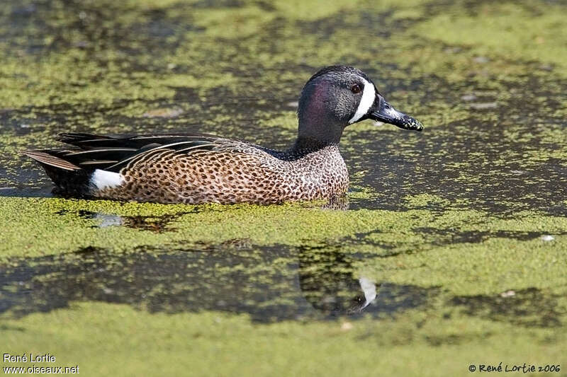 Blue-winged Teal male adult breeding, pigmentation, swimming
