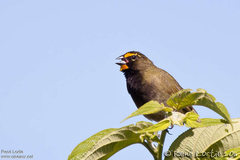 Yellow-faced Grassquit male adult, pigmentation, song