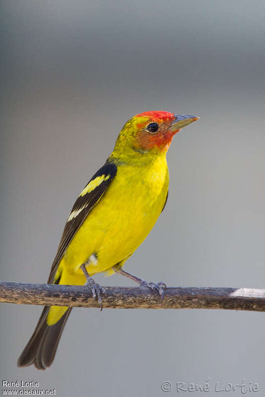 Western Tanager male adult breeding, identification