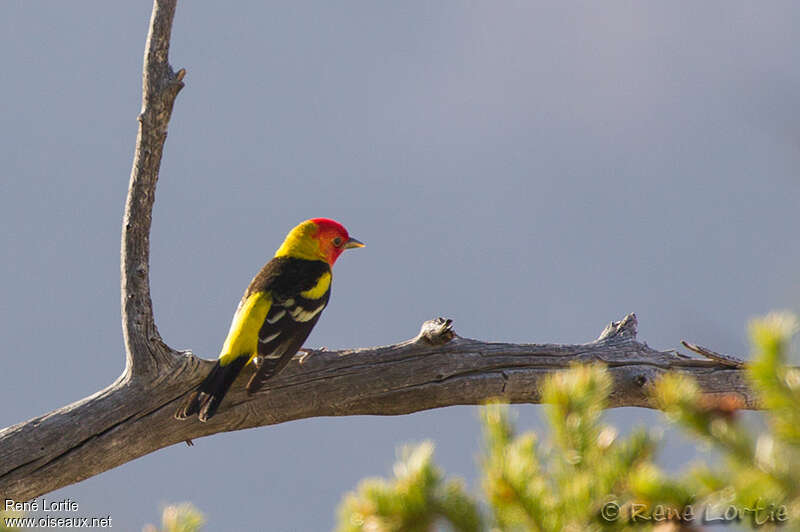 Western Tanager male adult breeding, Behaviour