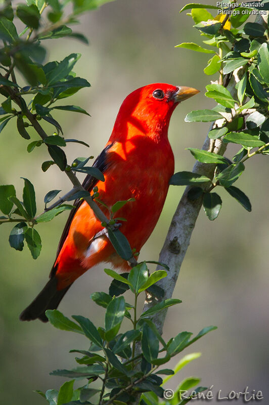 Scarlet Tanager male adult breeding, identification
