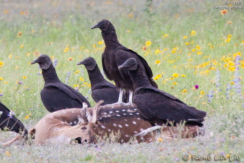 Black Vultureadult, identification, feeding habits, Behaviour